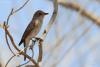 muscicapa-striata_01_t1_1.jpg