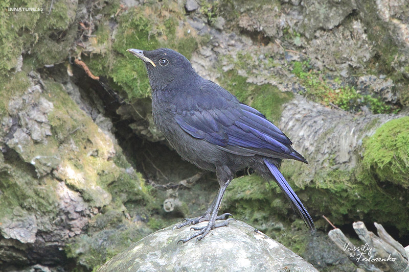 myophonus-caeruleus_01.jpg