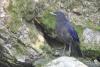 myophonus-caeruleus_02_t1.jpg