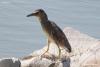 nycticorax-nycticorax_01_t1_1.jpg
