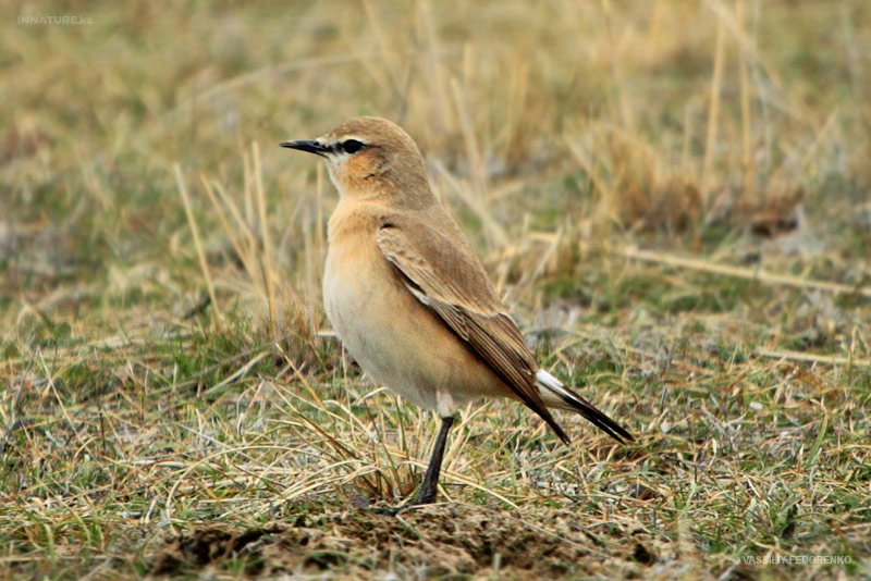 oenanthe-isabellina_01.jpg