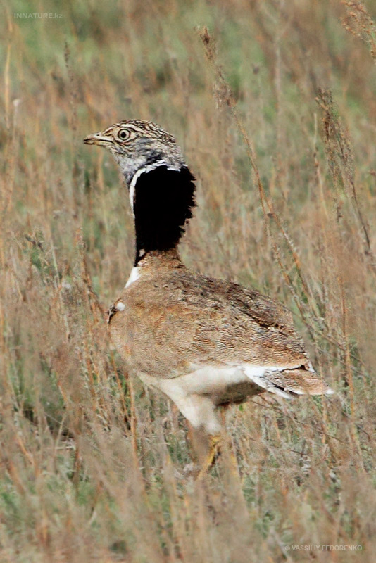 otis-tetrax_01.jpg