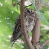 otus-scops_01_t1.jpg
