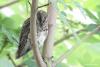 otus-scops_02_t1.jpg