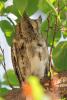 otus-scops_02_t1_1.jpg