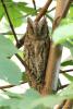 otus-scops_03_t1_1.jpg