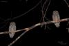 otus-scops_03_t1_2.jpg