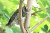 otus-scops_04_t1.jpg
