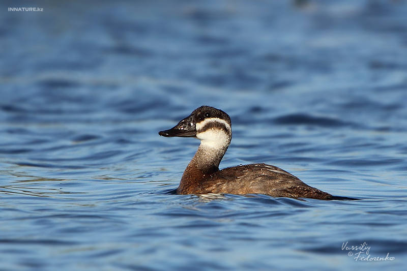 oxyura-leucocephala_04_1.jpg