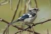 parus-cyanus_02_t1.jpg