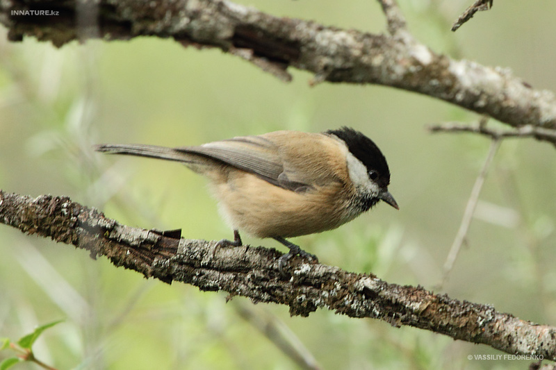 parus-songarus_01.jpg