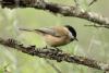 parus-songarus_01_t1.jpg