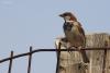 passer-indicus_01_t1.jpg