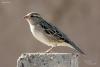 passer-indicus_01_t1_1.jpg