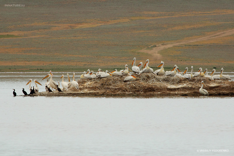 pelecanus-crispus_01_1.jpg