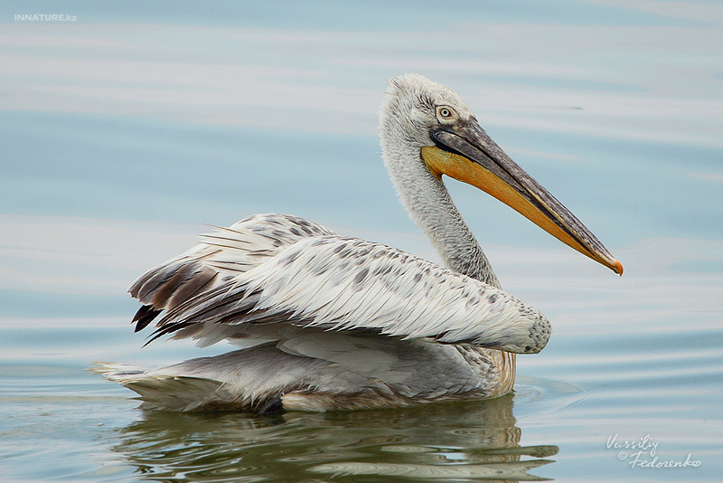 pelecanus-crispus_01_2.jpg