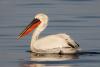 pelecanus-crispus_01_t1.jpg