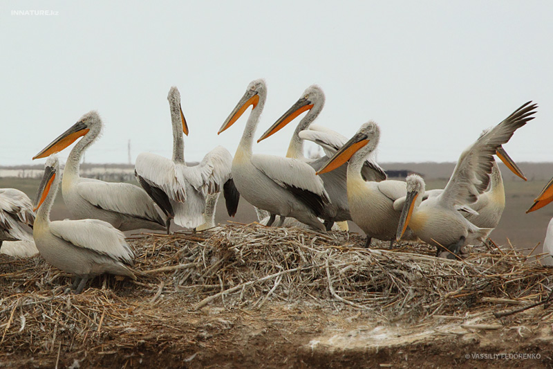 pelecanus-crispus_02.jpg