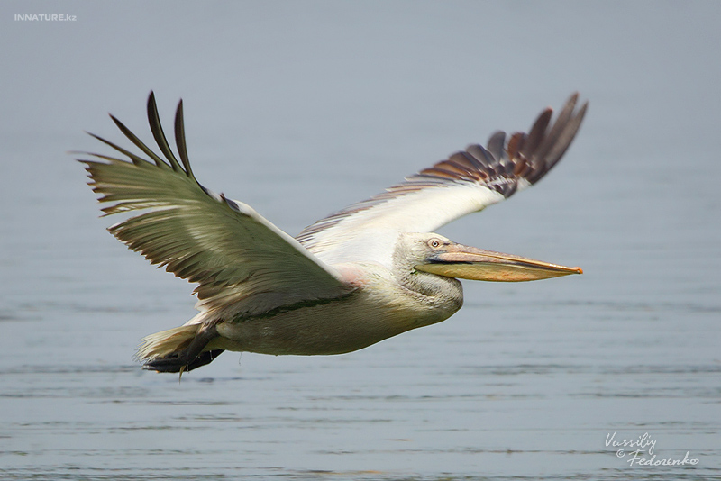 pelecanus-crispus_02_1.jpg