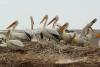 pelecanus-crispus_02_t1.jpg