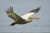 pelecanus-crispus_02_t1_1.jpg