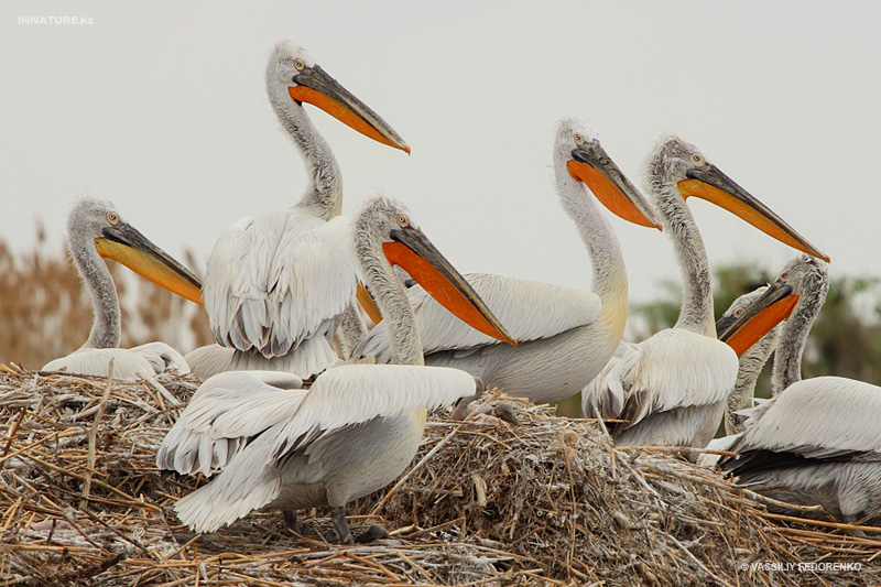 pelecanus-crispus_03.jpg