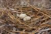 pelecanus-crispus_04_t1.jpg