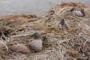 pelecanus-crispus_07_t1.jpg