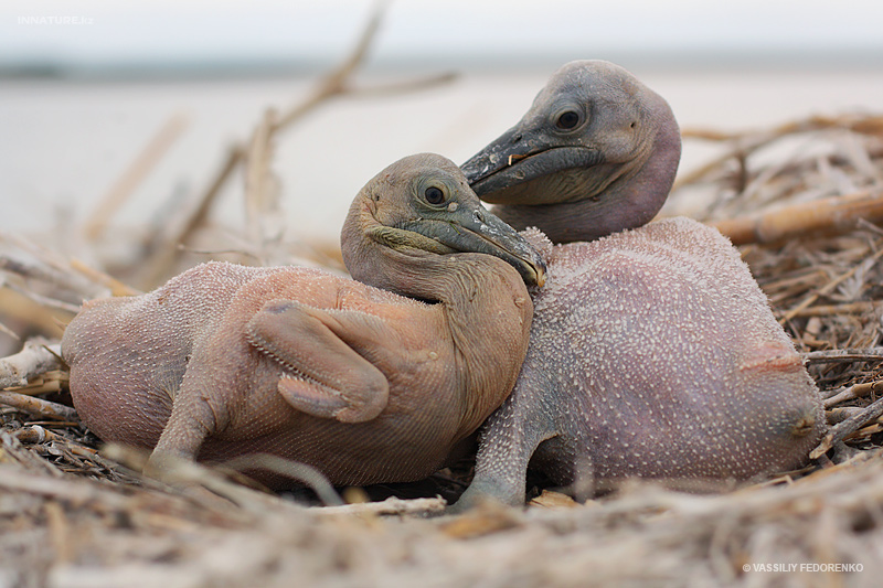 pelecanus-crispus_08.jpg