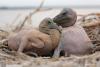 pelecanus-crispus_08_t1.jpg