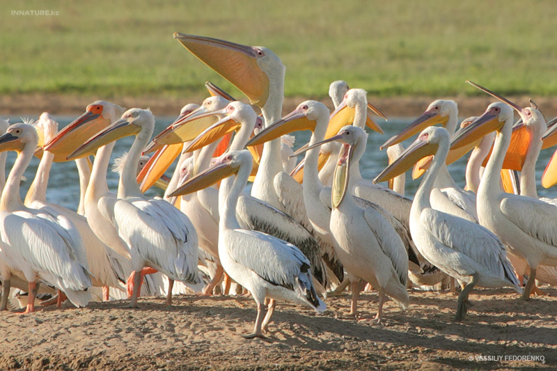 pelecanus-onocrotalus_01_1.jpg