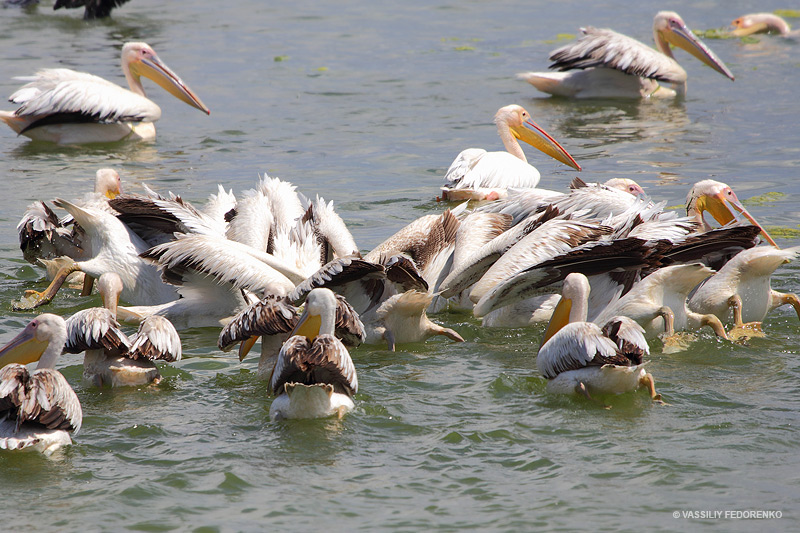 pelecanus-onocrotalus_01_2.jpg