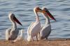 pelecanus-onocrotalus_01_t1.jpg