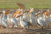 pelecanus-onocrotalus_01_t1_1.jpg
