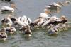 pelecanus-onocrotalus_01_t1_2.jpg