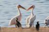 pelecanus-onocrotalus_02_t1.jpg