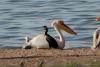 pelecanus-onocrotalus_03_t1.jpg