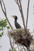 phalacrocorax-carbo_01_t1.jpg