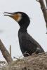 phalacrocorax-carbo_02_t1.jpg