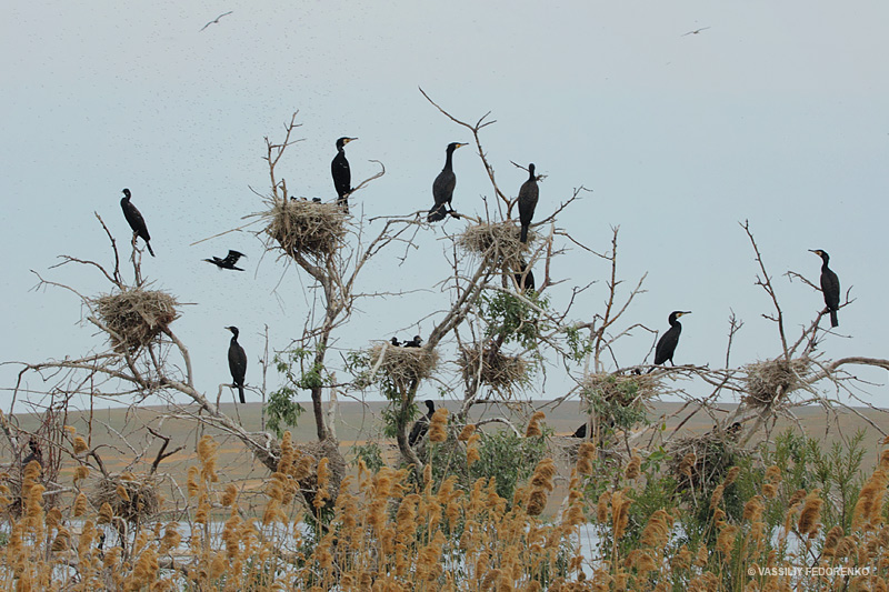 phalacrocorax-carbo_03.jpg