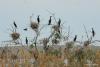 phalacrocorax-carbo_03_t1.jpg