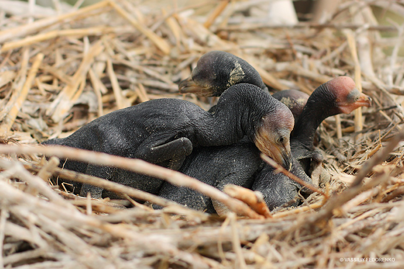 phalacrocorax-carbo_04.jpg