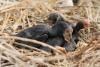 phalacrocorax-carbo_04_t1.jpg