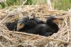 phalacrocorax-carbo_06_t1.jpg