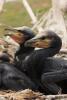 phalacrocorax-carbo_07_t1.jpg