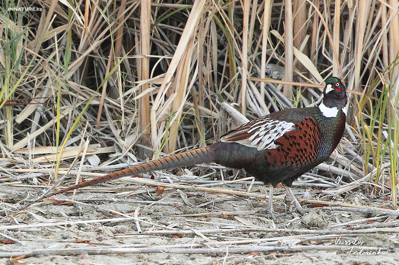 phasianus-colchicus_01.jpg