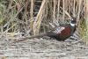 phasianus-colchicus_01_t1.jpg