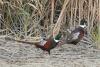 phasianus-colchicus_02_t1.jpg