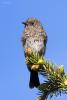 phoenicurus-caeruleocephalus_01_t1.jpg