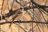 phoenicurus-erythronotus_01_t1.jpg